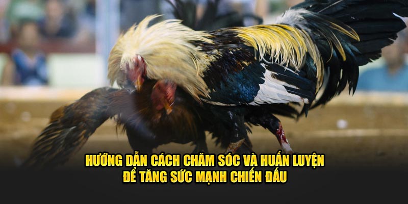 huong-dan-cach-cham-soc-va-huan-luyen-de-tang-suc-manh-chien-dau