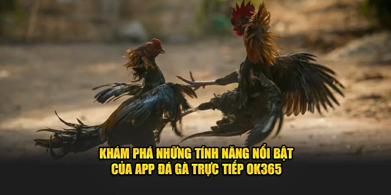 kham-pha-nhung-tinh-nang-noi-bat-cua-app-da-ga-truc-tiep-ok365