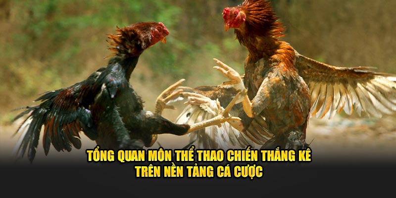 tong-quan-mon-the-thao-chien-thang-ke-tren-nen-tang-ca-cuoc